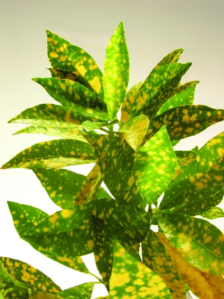 Aglaonema Plant — Stock Photo, Image