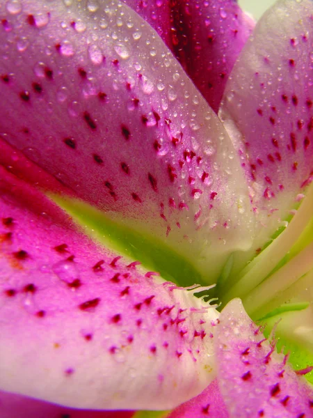 Stargazer lily zárva — Stock Fotó