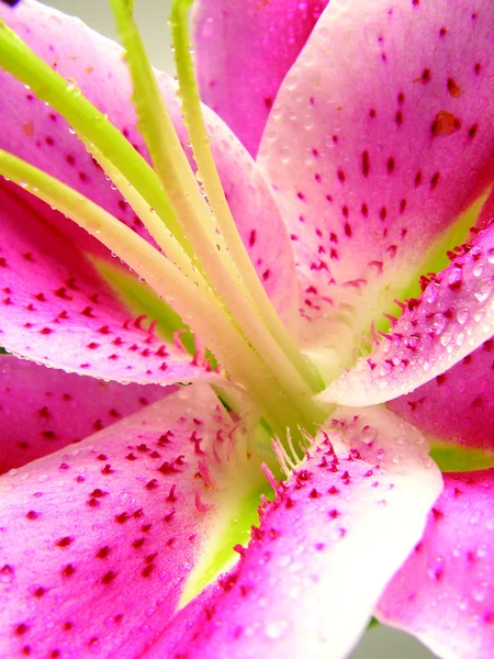 Stargazer lily stängt upp — Stockfoto