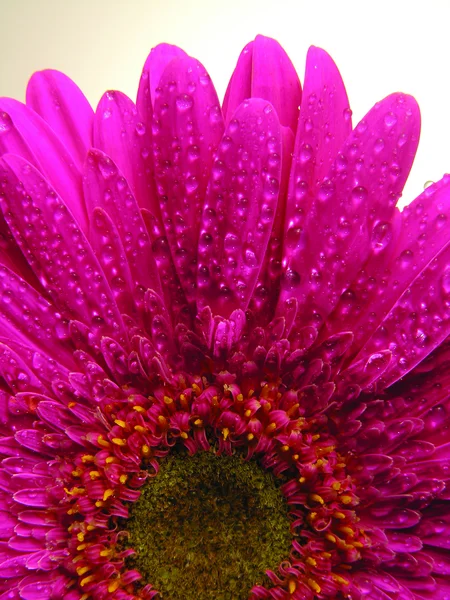 Purple gerbera flower — Stock Photo, Image
