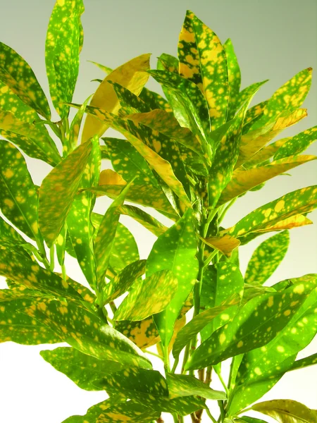 Aglaonema bitki — Stok fotoğraf