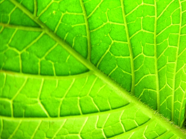 Textura de hoja verde — Foto de Stock