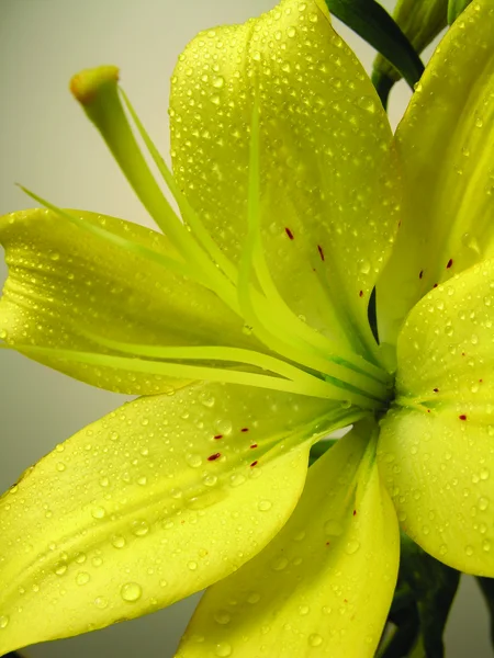 Lírio flor close-up — Fotografia de Stock