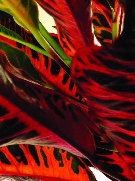Kroton bitkiler renkli yaprakları ile — Stok fotoğraf