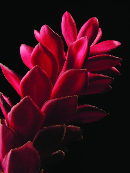 Vriesea kırmızı çiçek — Stok fotoğraf