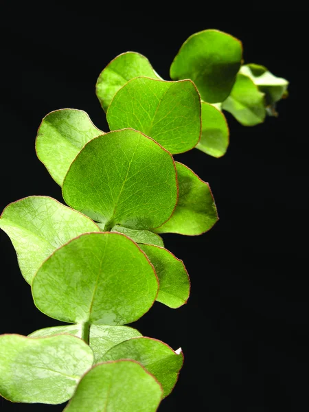 Green plant — Stock Photo, Image