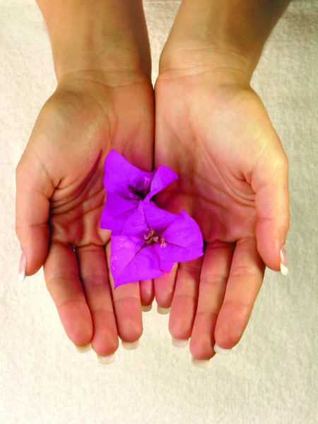 Ruce držící fialové květy — Stock fotografie