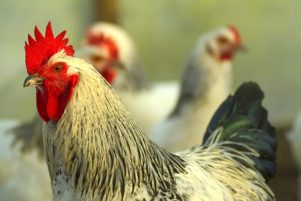 White Cock close up on the farm — Stock Photo, Image