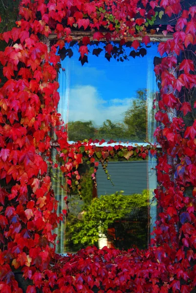 Okno z czerwonej winorośli roślin jesienią — Zdjęcie stockowe