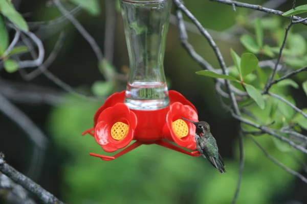 Bird eat. bird feeder — Stock Photo, Image