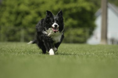 mutlu kenar kömür ocağı köpek dış