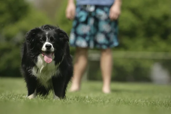 Happy Border Collie dog outside — Stock Photo, Image