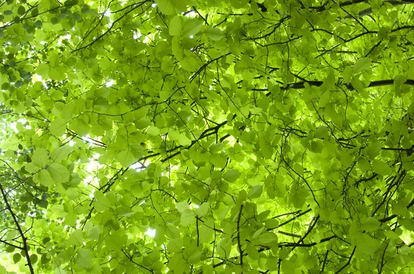 New leaves in spring