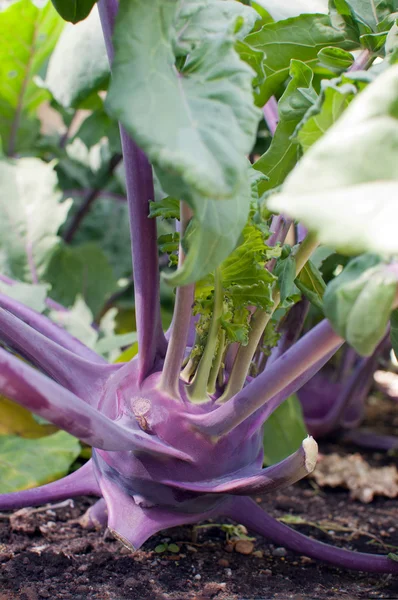 Kohlrabi lila — Stockfoto