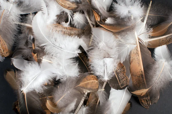 Pile of bird feathers — Stock Photo, Image