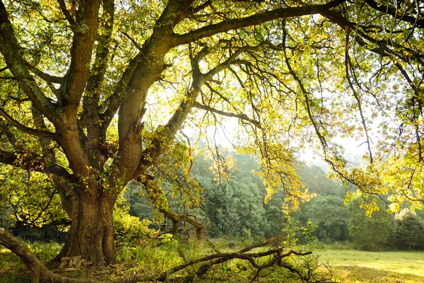 Oak tree and meadow — Stock Photo, Image