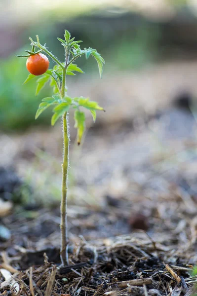 Små tomatplantor med enda röd frukt — Stockfoto