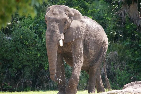 Seine Majestät Elefant.... sa majeste Elefant — Stockfoto