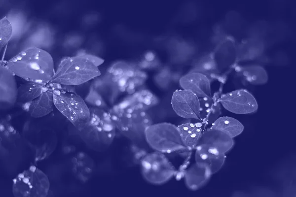 Nasse Blätter mit Regentropfen, Makrohintergrund. Farben des Jahres 2022 - Very Peri — Stockfoto