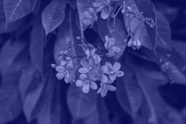 Çiçeklerle tonlama fotoğrafları için duotone efekti mor.