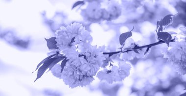 Bahar çiçeği sınırı, çiçek açan ağaçla, mora boyanmış. Ağaçta çiçekler ve güneş ışığıyla güzel bir doğa sahnesi. 2022 'nin Renkleri - Çok Peri