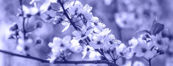 Frühjahrsblütenrand mit blühendem Baum, violett getönt. Schöne Naturszene mit Blumen am Baum und Sonnenstrahlen. Farben des Jahres 2022 - Very Peri — Stockfoto