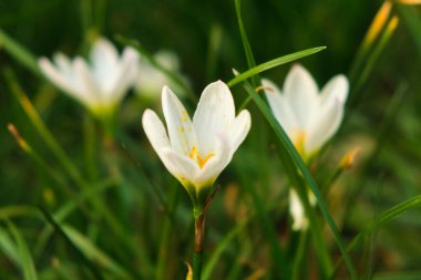 Bahçedeki beyaz çiçeklerin yakın plan çekimi.