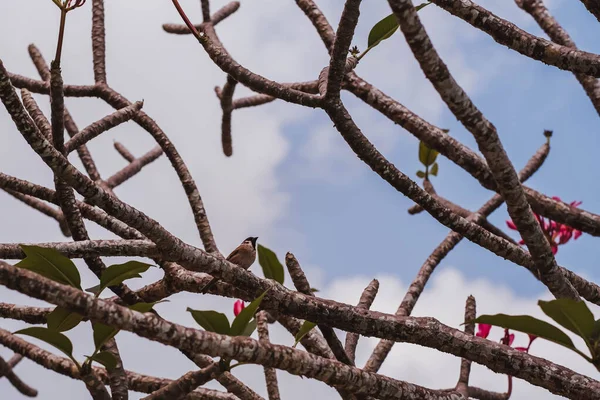 A bird sits on a branch of a red plumeria tree in a tropical climate, close-up. Fotografia De Stock