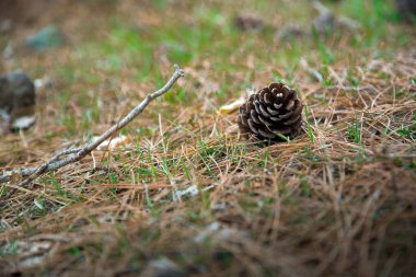Orman zemininde koni