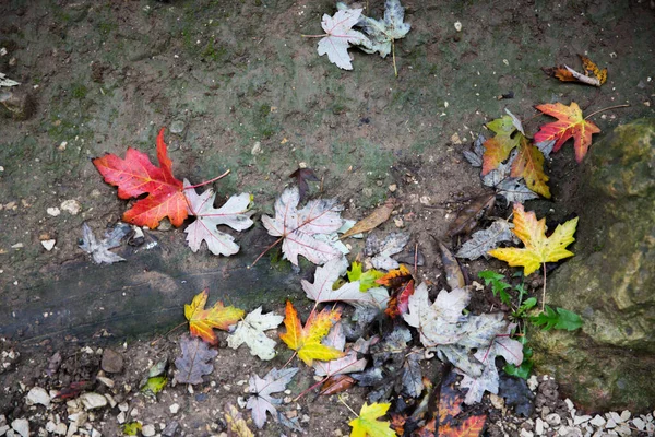Colorful autumn leaves laying on ground. View from above. — Stock Photo, Image