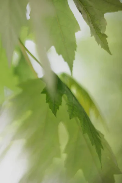 Ramo bonito com folhas de bordo verdes — Fotografia de Stock