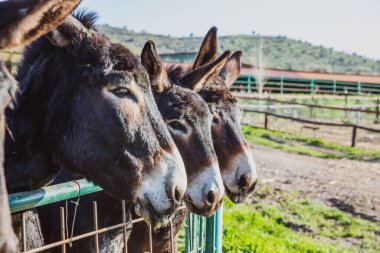 Metalik kafeste kahverengi eşekler, evcil hayvanlar..