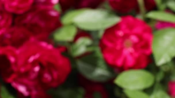 Gros plan d'une fleur rose en pleine floraison. Beau fond. Fond floral pour l'économiseur d'écran — Video