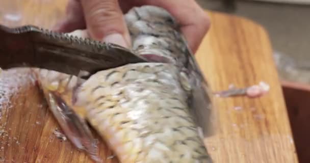 Les mains des hommes coupent et nettoient le poisson, poisson frais fraîchement pêché. Les poissons sont déshabillés sur la planche — Video