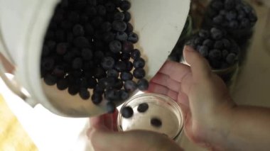 Taze yaban mersini. Böğürtlenler dökülüyor. Faydalı vitaminler