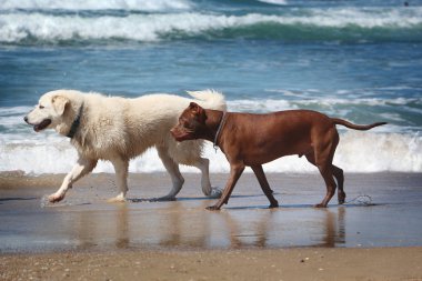 Kumsaldaki köpekler.