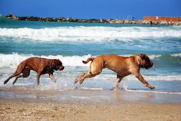 Dog chase — Stock Photo, Image