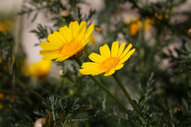 Sarı yabani chrysanthemum