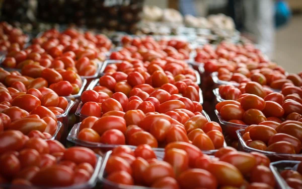 Выбор помидоров черри — стоковое фото