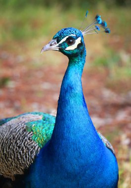 güzel yanardöner mavi tavus kuşu