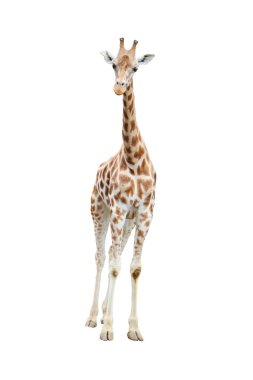 Isolated reticulated giraffe clipart
