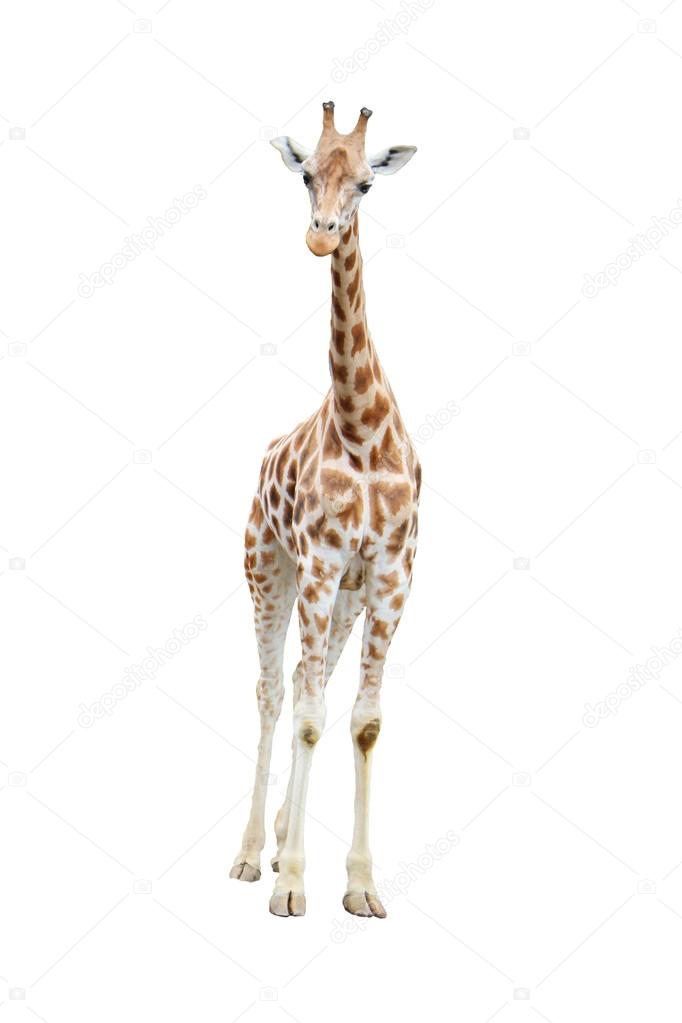 Isolated reticulated giraffe