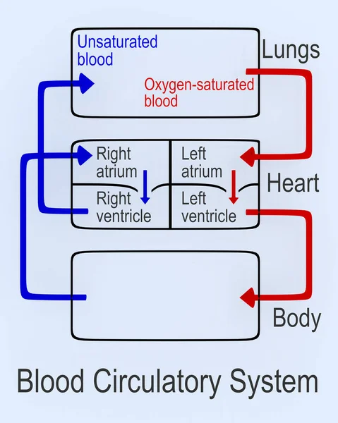 血液循環系の3次元図下の図は 淡い青色で単離された人体の血液系を示すフローチャート — ストック写真