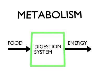 3D illustration of METABOLISM flowchart, in which a FOOD arrow enters from the left a box containing the script digestion process and an ENERGY arrow emerging from the right.