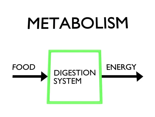 Illustration Metabolism Flowchart Which Food Arrow Enters Left Box Containing — Photo