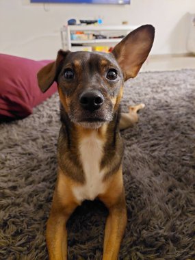 Close up of dog on carpet at home staring at the camera
