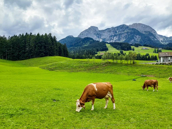 Cows in a meadow, enjoying freedom of movement and naturally growing grass in a valley in the Salzburg region of Austria