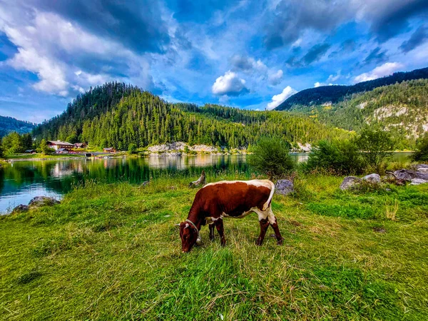 A cow feeds on natural grass in an open pasture next to Lake Gosauseen