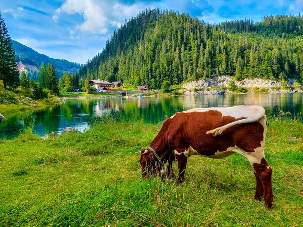 A cow feeds on natural grass in an open pasture next to Lake Gosauseen also known as Lake Gosau in Austria