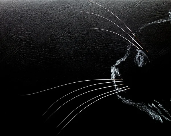 Çizilmiş kedi — Stok fotoğraf